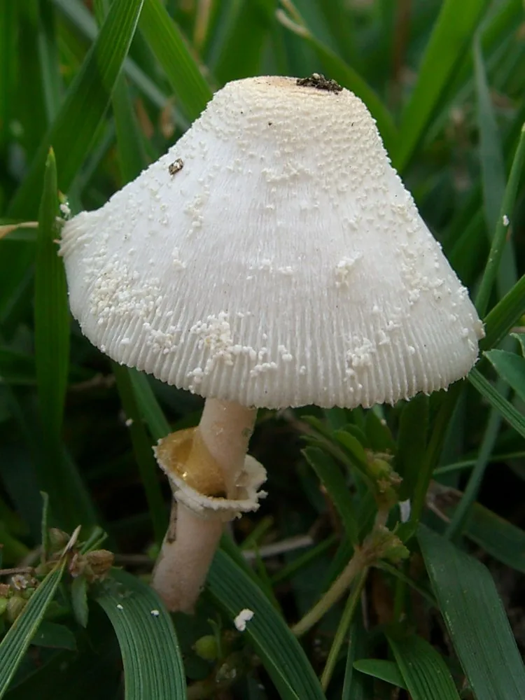 Leucocoprinus cepistipes (Leucocoprinus cepistipes) — photo mycologique