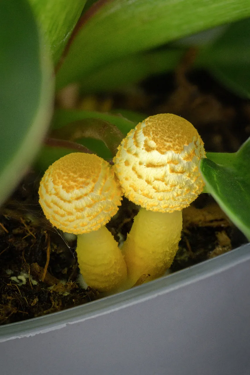 Leucocoprinus flos-sulphuris (Leucocoprinus flos-sulphuris) — photo mycologique