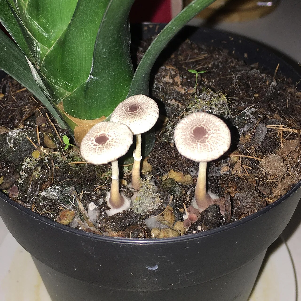 Leucocoprinus ianthinus (Leucocoprinus ianthinus) — photo mycologique