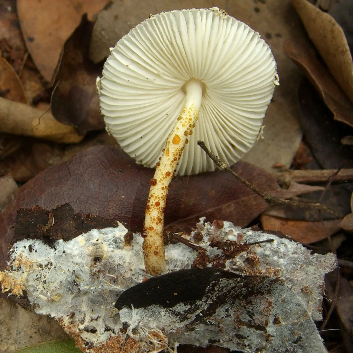 Leucocoprinus longistriatus (Leucocoprinus longistriatus) — photo mycologique