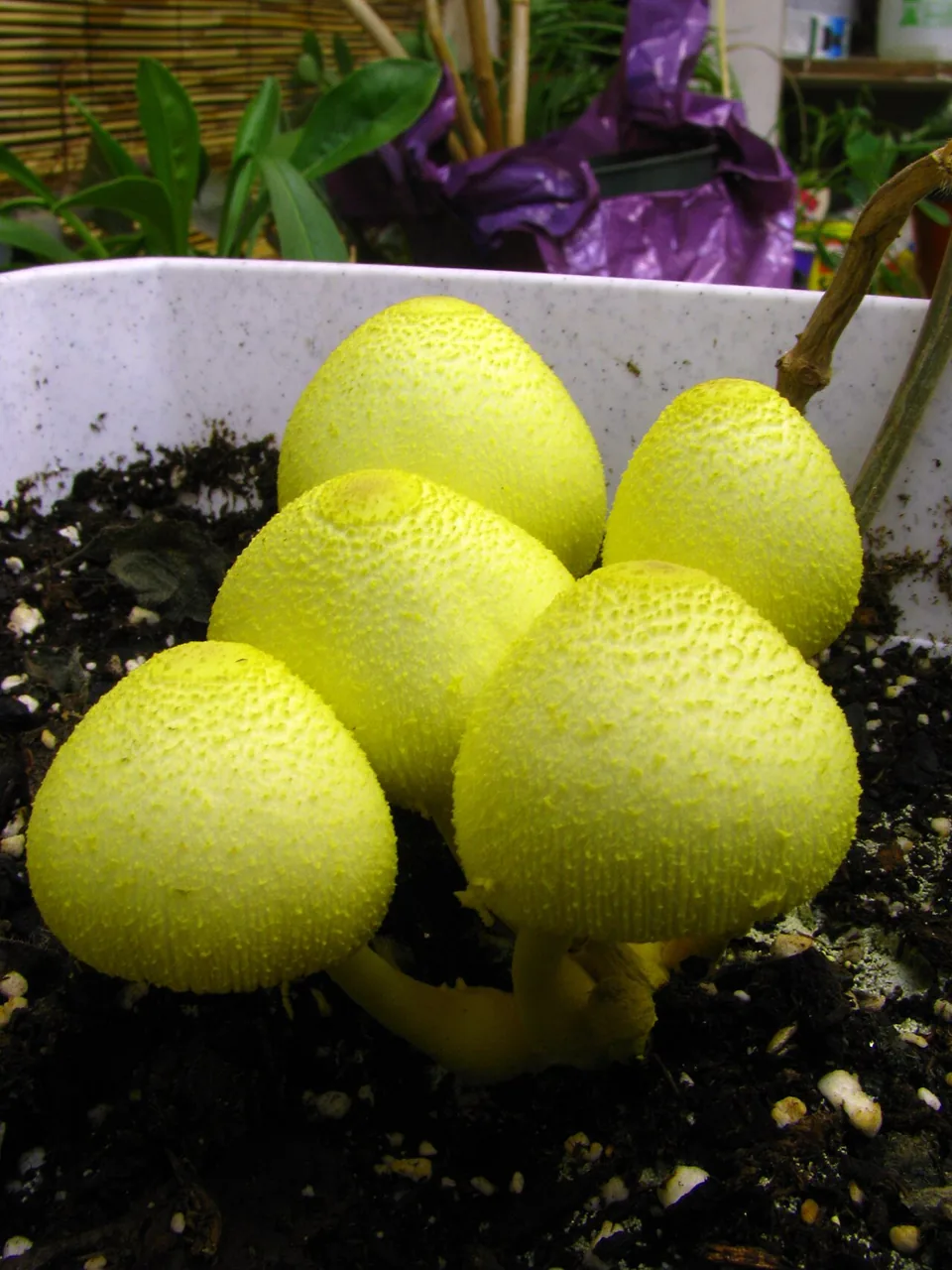 Leucocoprinus microlepis (Leucocoprinus microlepis) — photo mycologique