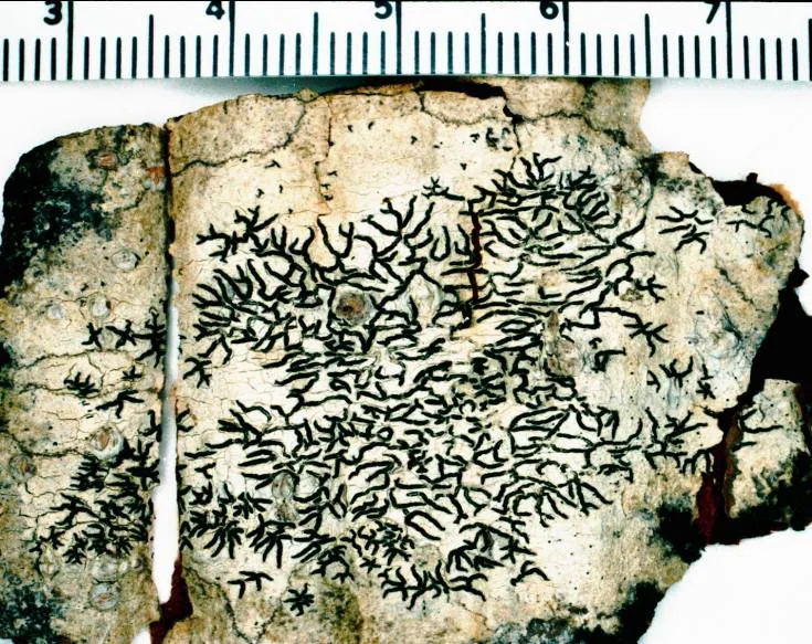 Leucodecton compunctum (Leucodecton compunctum) — photo mycologique