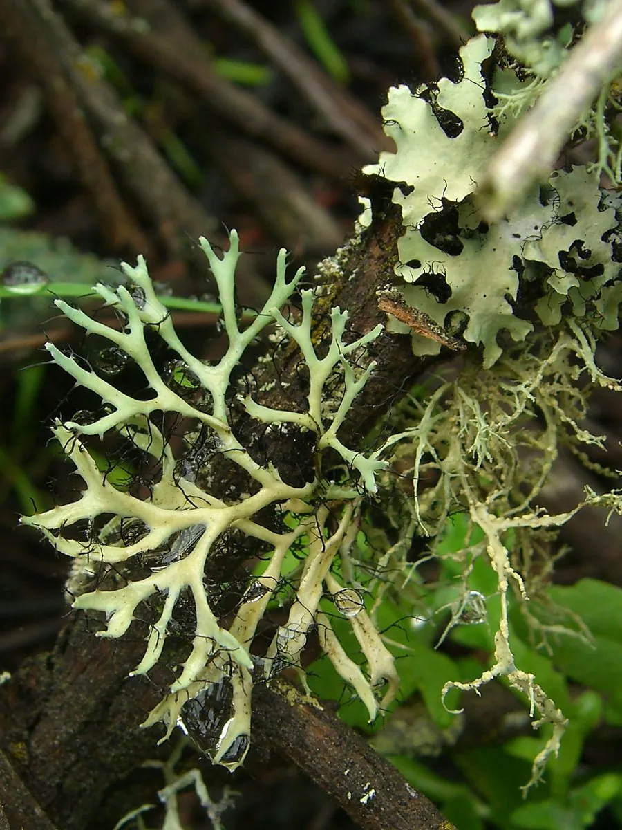 Leucodermia fertilis (Leucodermia fertilis) — photo mycologique