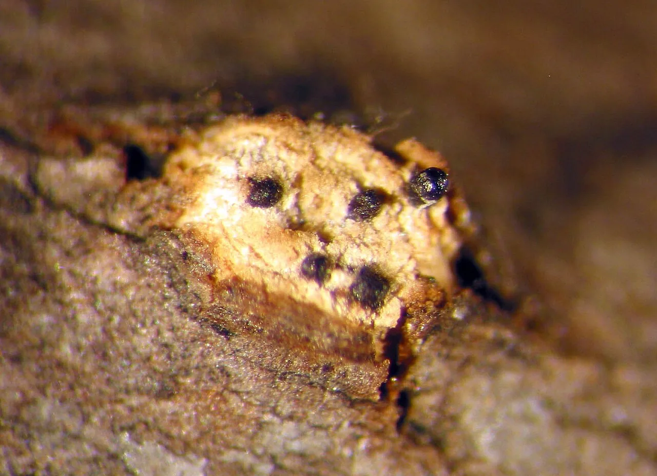 Leucodiaporthe juglandis (Leucodiaporthe juglandis) — photo mycologique