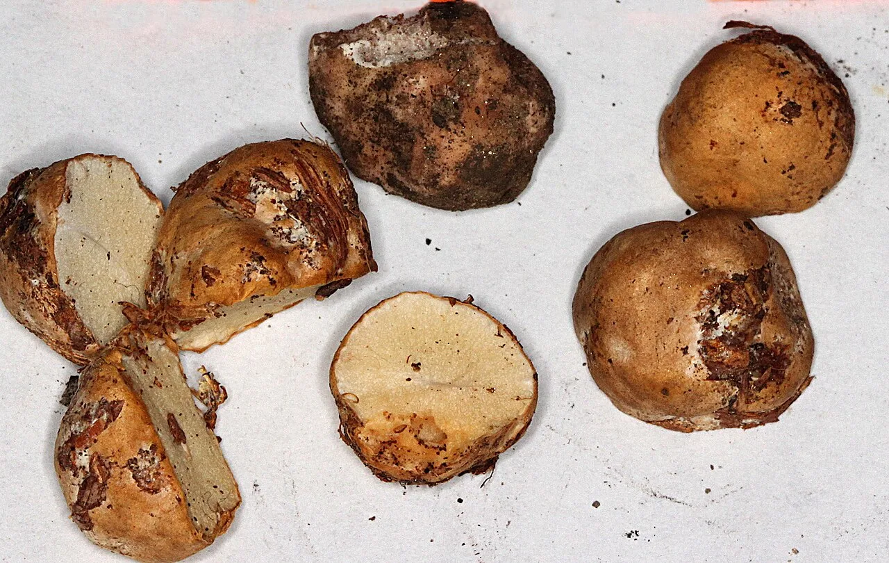 Leucogaster anomalus (Leucogaster anomalus) — photo mycologique