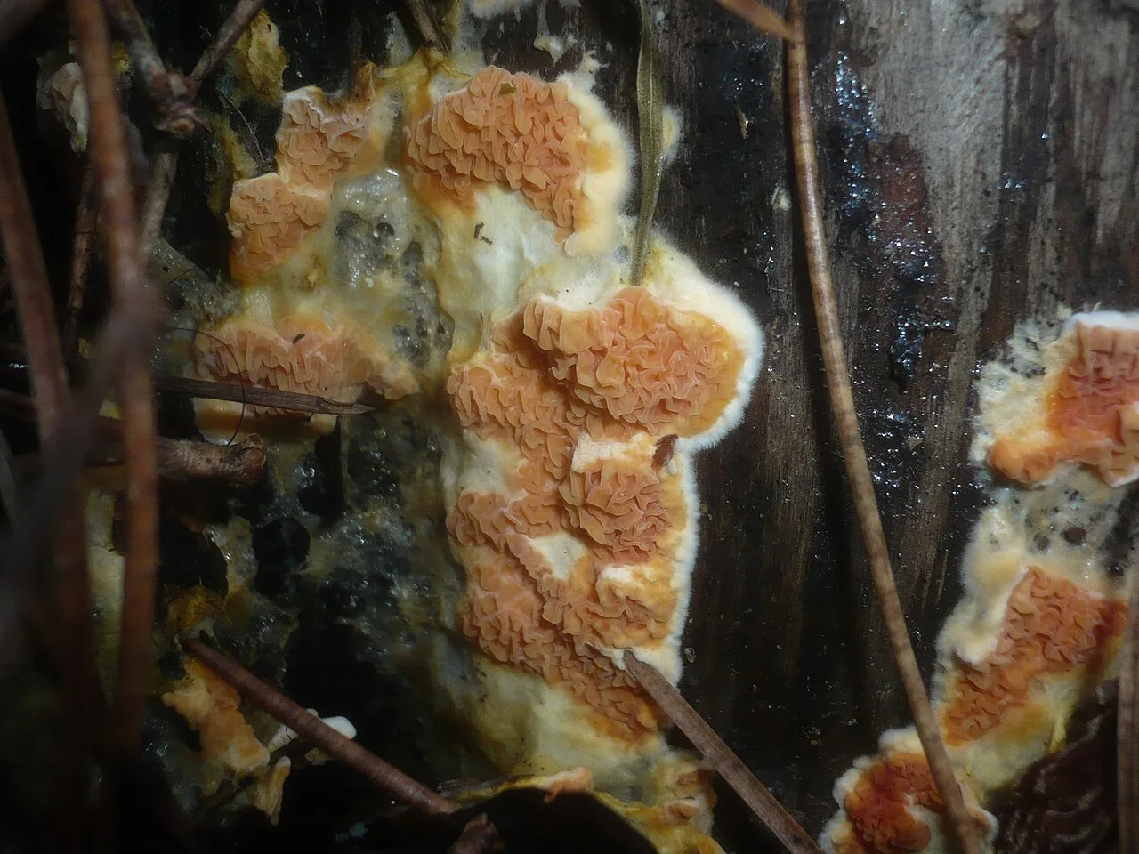 Leucogyrophana pouzarii (Leucogyrophana pouzarii) — photo mycologique