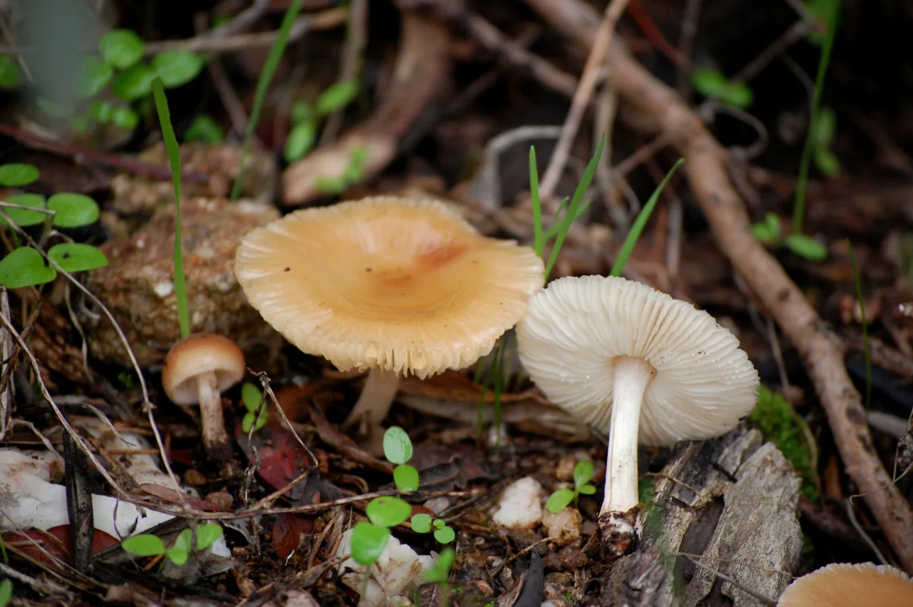 Leucoinocybe lenta (Leucoinocybe lenta) — photo mycologique