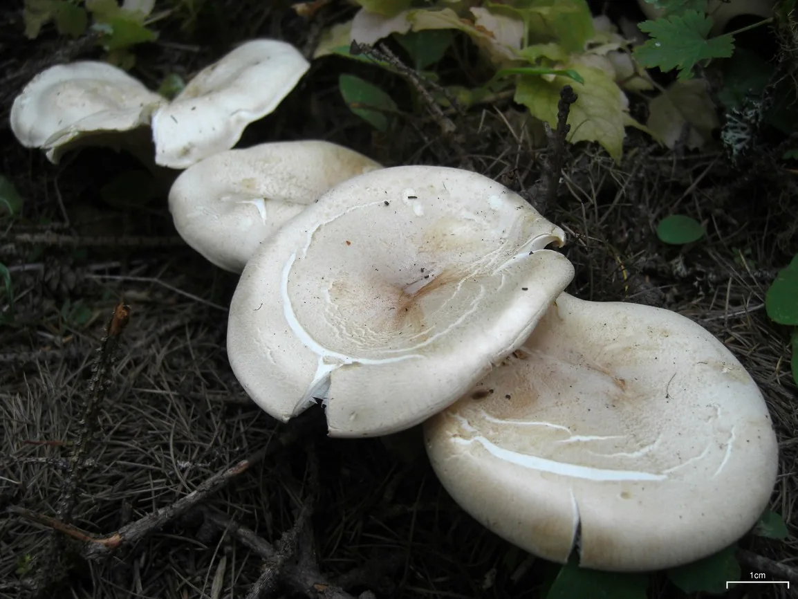 Leucopaxillus albissimus (Leucopaxillus albissimus) — photo mycologique