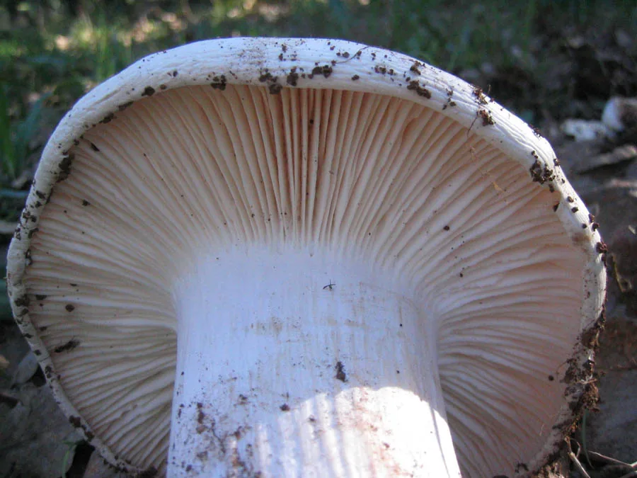 Leucopaxillus cerealis (Leucopaxillus cerealis) — photo mycologique