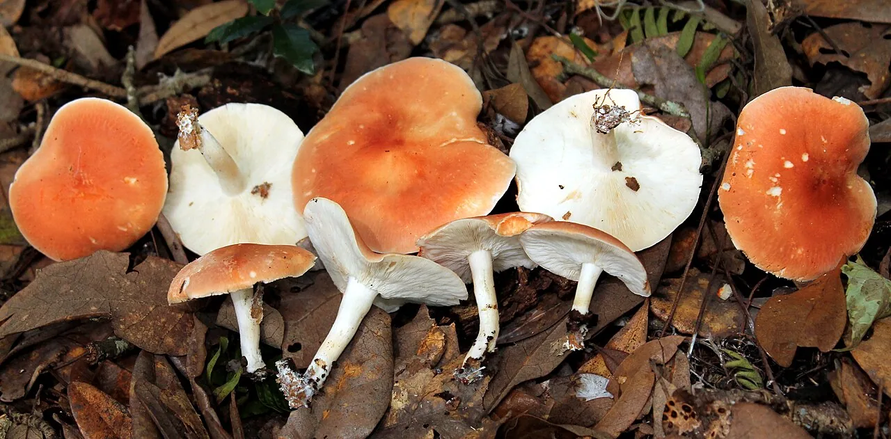 Leucopaxillus gracillimus (Leucopaxillus gracillimus) — photo mycologique
