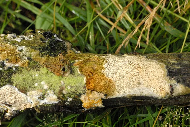 Leucophellinus irpicoides (Leucophellinus irpicoides) — photo mycologique