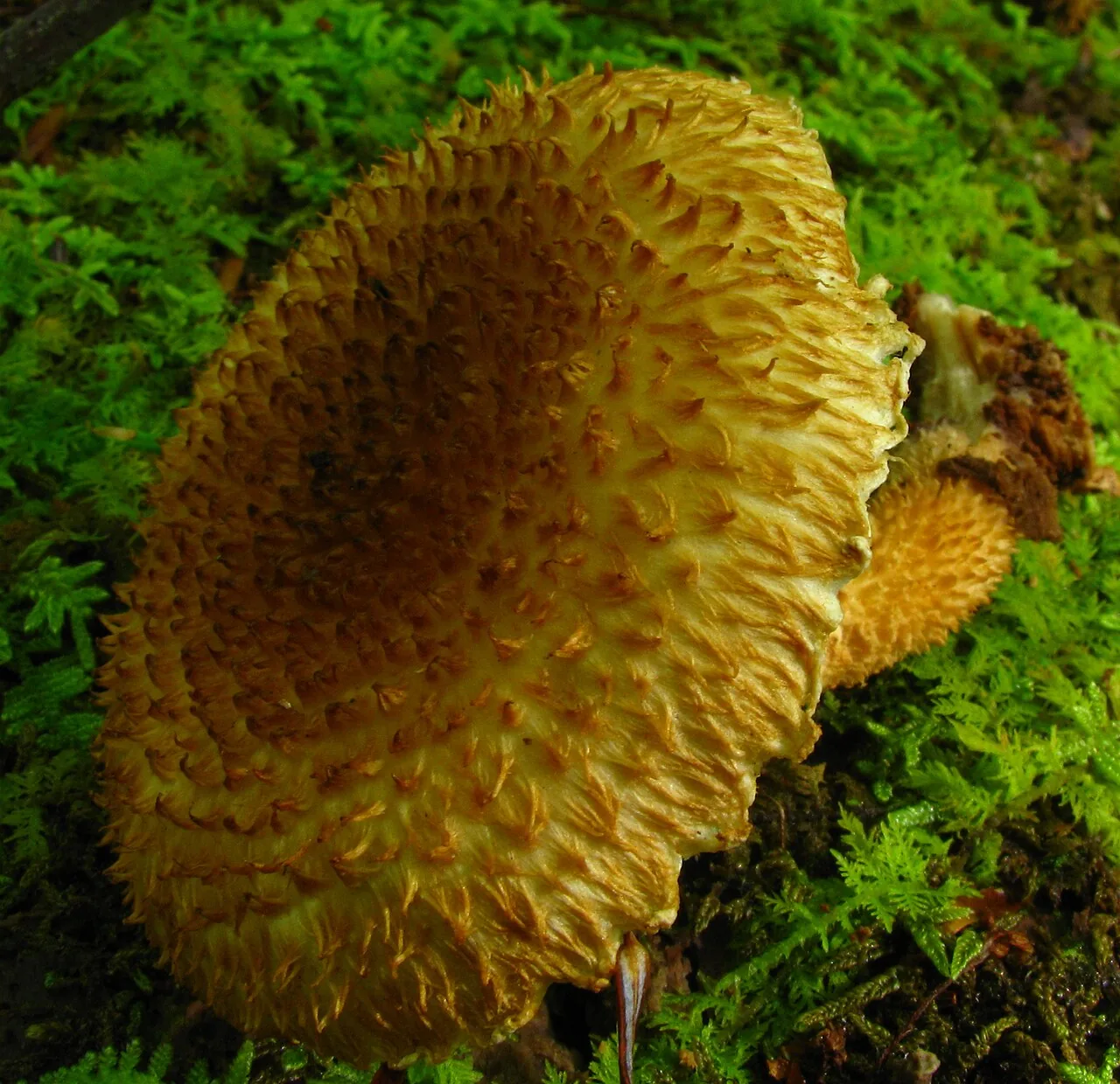 Leucopholiota lignicola (Leucopholiota lignicola) — photo mycologique
