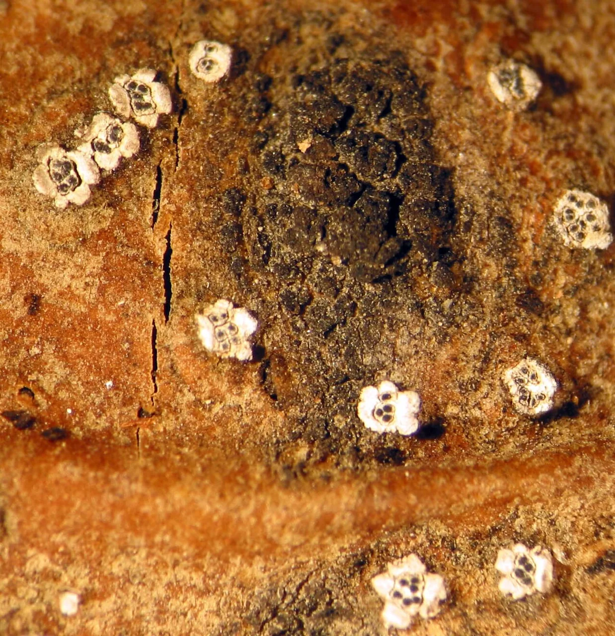 Leucostoma amphibola (Leucostoma amphibola) — photo mycologique