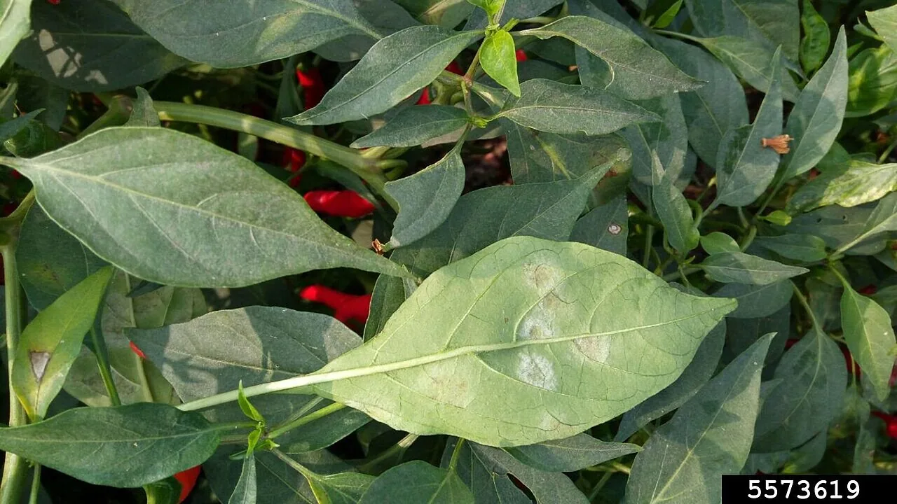Leveillula lanata (Leveillula lanata) — photo mycologique