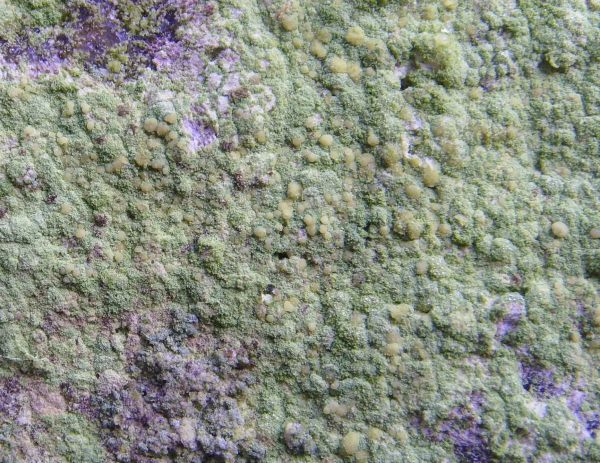 Libertiella malmedyensis (Libertiella malmedyensis) — photo mycologique
