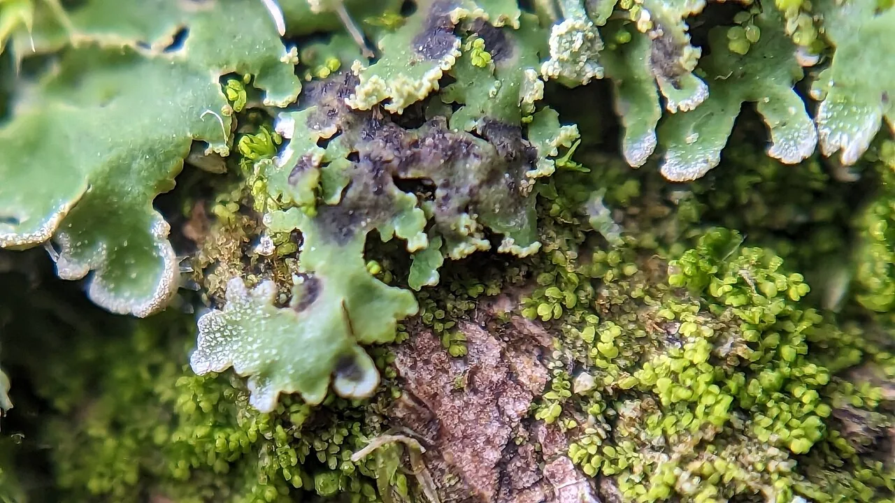 Lichenochora thorii (Lichenochora thorii) — photo mycologique