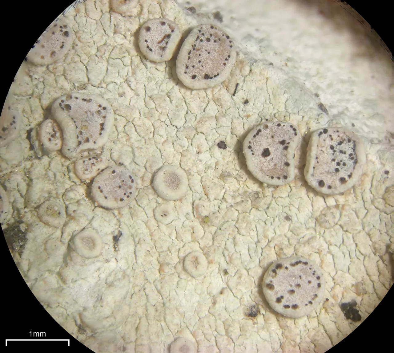 Lichenoconium aeruginosum (Lichenoconium aeruginosum) — photo mycologique