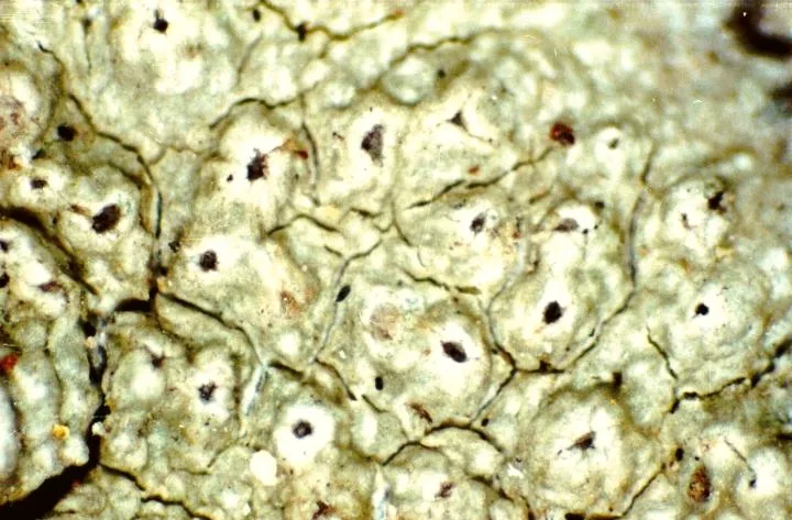 Lichenodiplis dendrographae (Lichenodiplis dendrographae) — photo mycologique