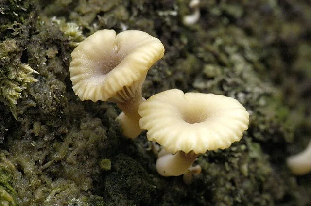 Lichenomphalia lobata (Lichenomphalia lobata) — photo mycologique