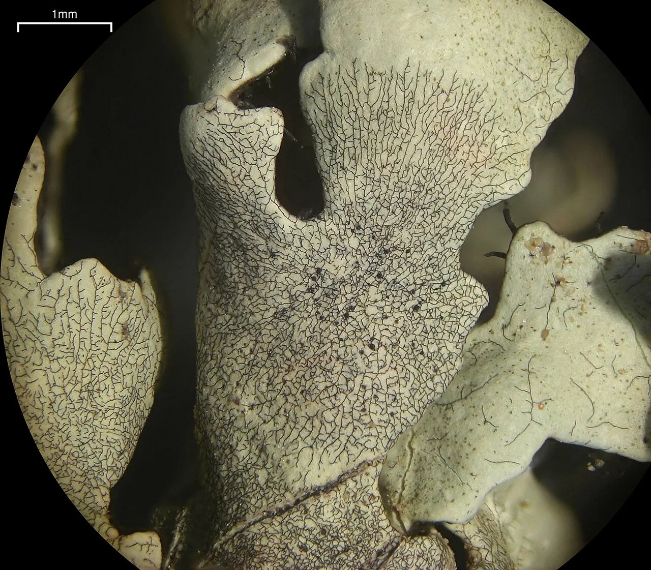 Lichenostigma cosmopolites (Lichenostigma cosmopolites) — photo mycologique