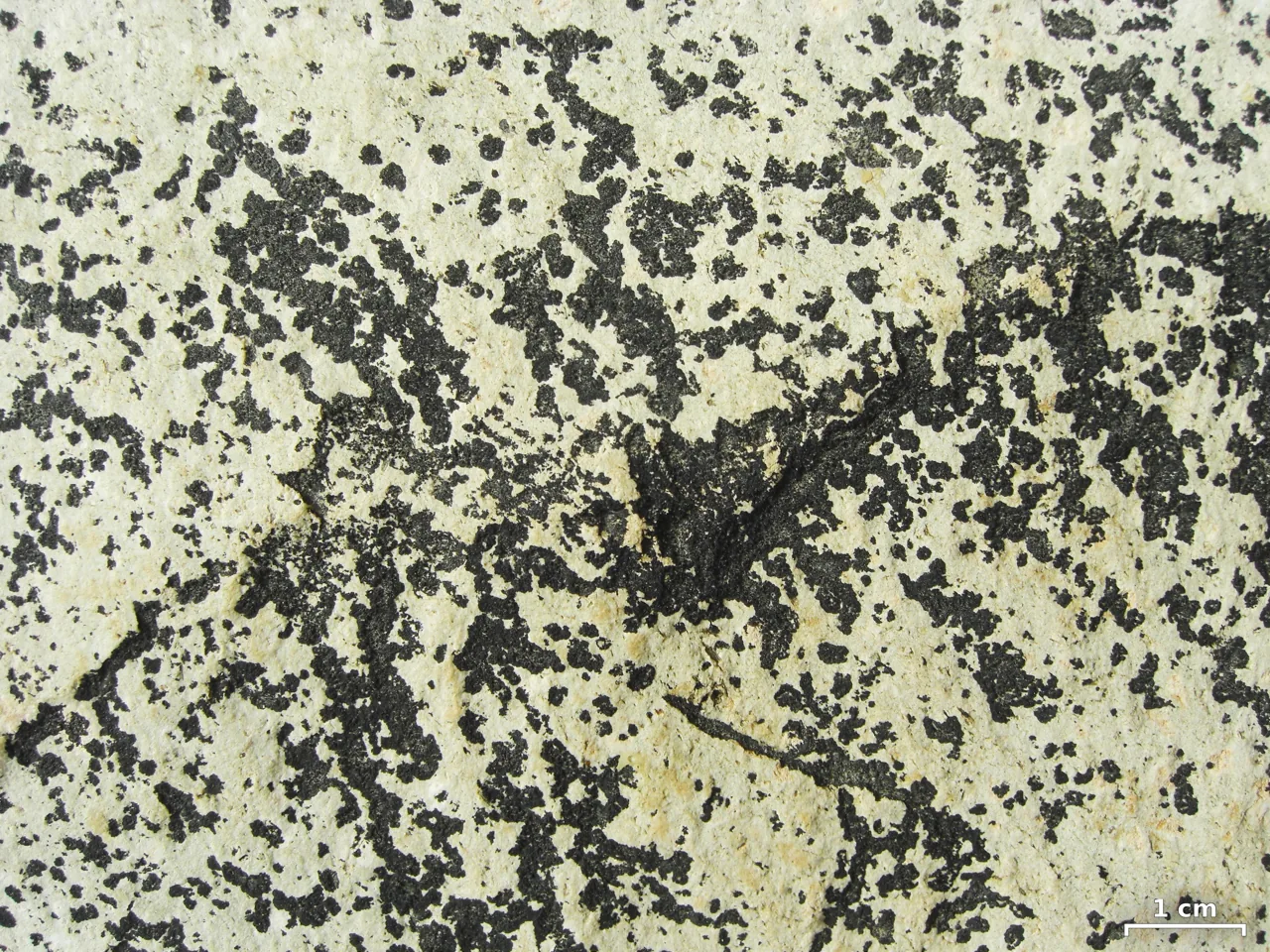 Lichenothelia intermedia (Lichenothelia intermedia) — photo mycologique