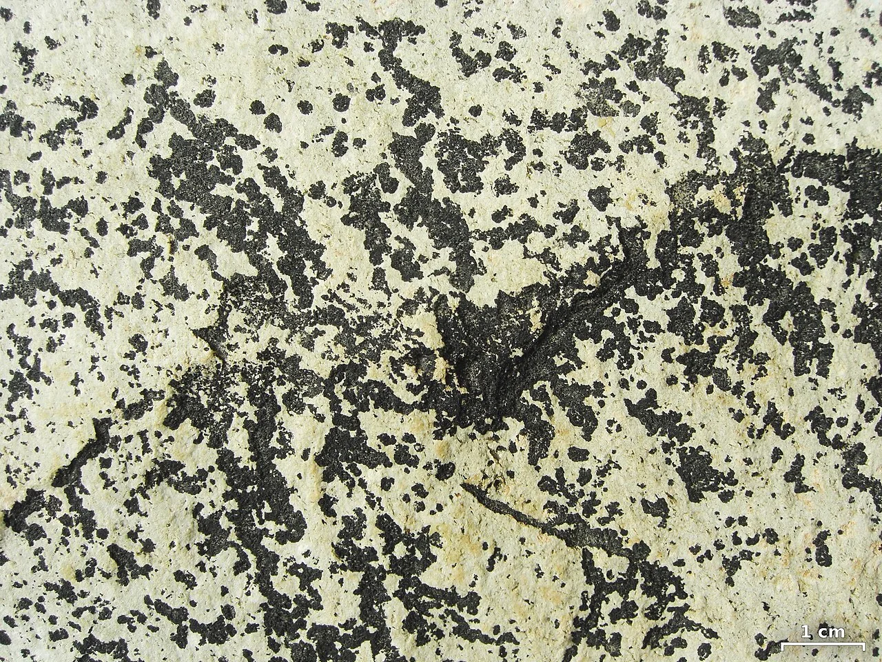 Lichenothelia umbrophila (Lichenothelia umbrophila) — photo mycologique