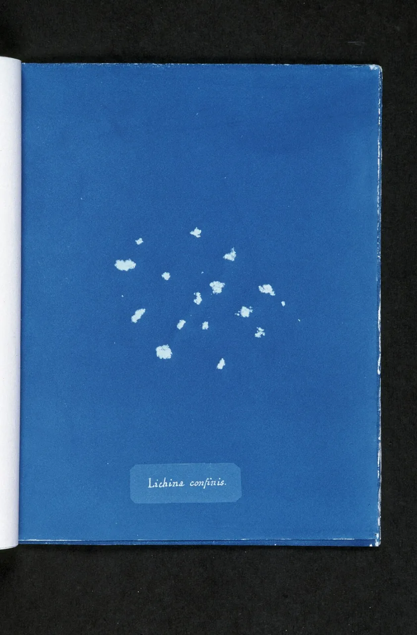 Lichina confinis (Lichina confinis) — photo mycologique