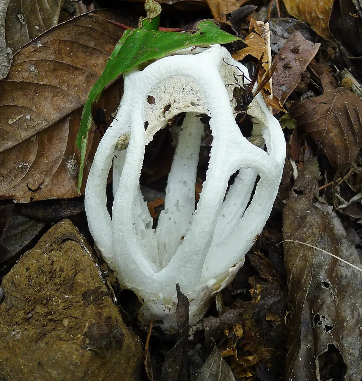 Ligiella rodrigueziana (Ligiella rodrigueziana) — photo mycologique