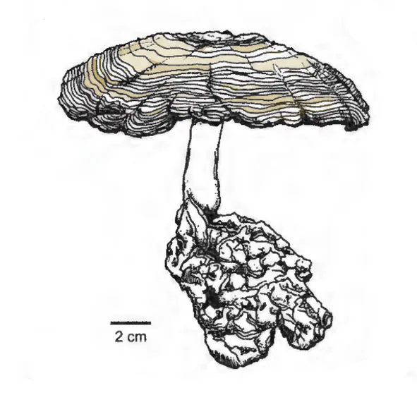Lignosus cameronensis (Lignosus cameronensis) — photo mycologique