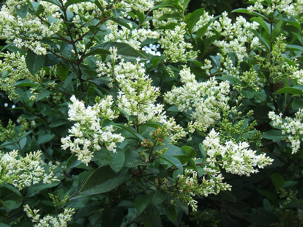 Troène (Ligustrum) — photo botanique
