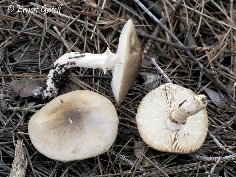 Limacella furnacea (Limacella furnacea) — photo mycologique