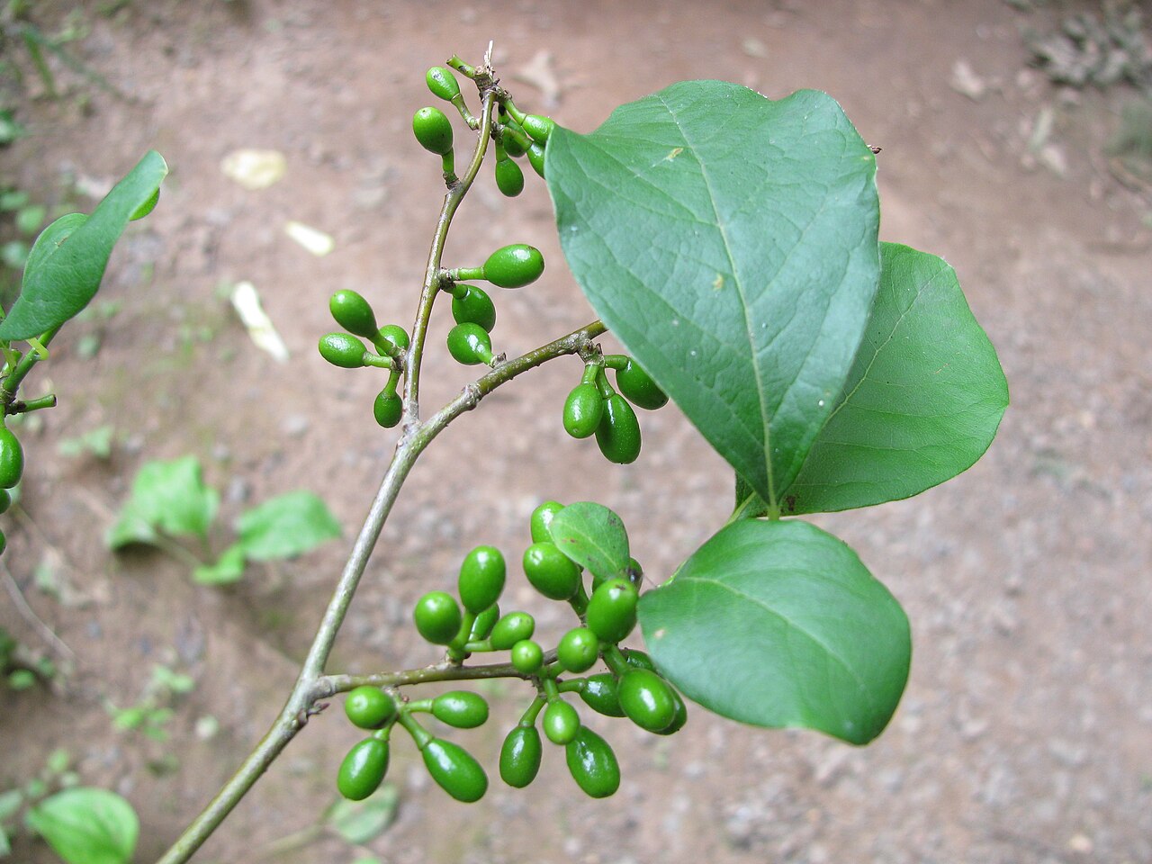 Laurier bénédictin (Lindera benzoin) — photo botanique