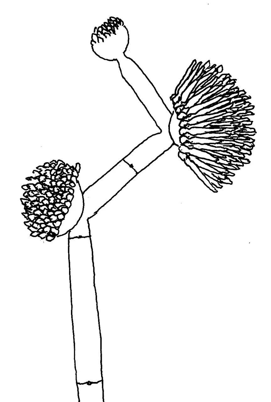 Linderina macrospora (Linderina macrospora) — photo mycologique
