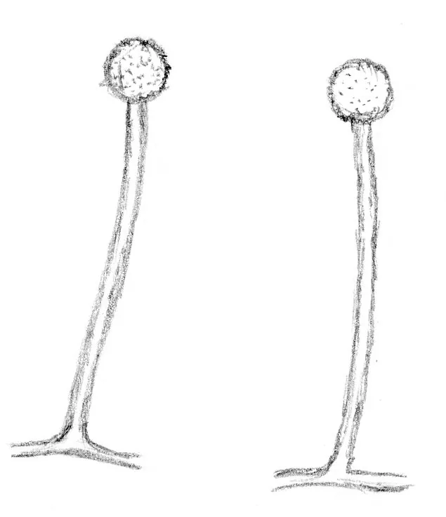 Linnemannia acrotona (Linnemannia acrotona) — photo mycologique