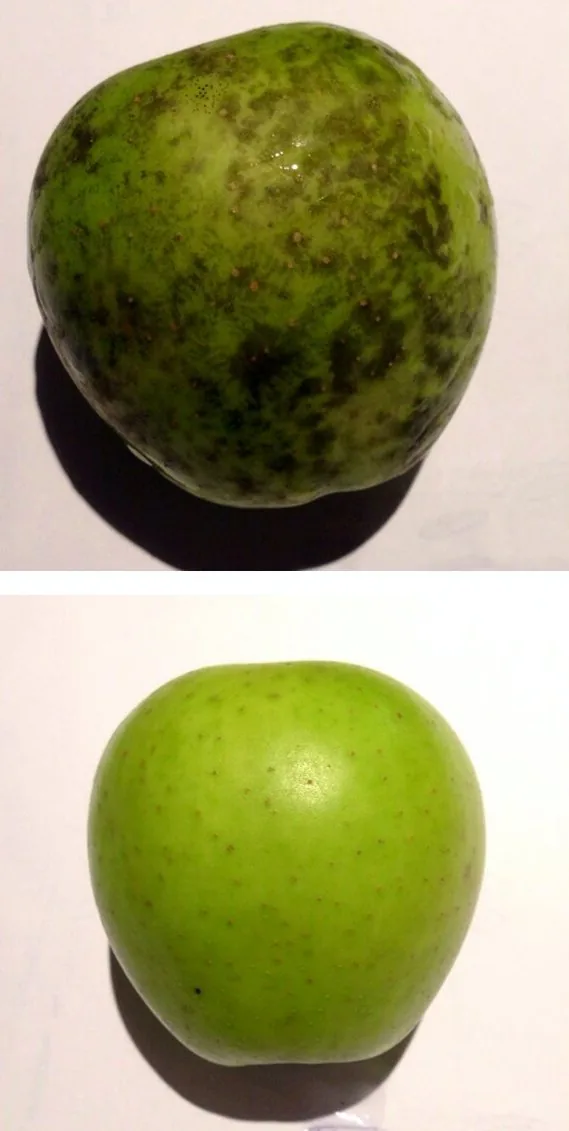 Linochora cynodontis (Linochora cynodontis) — photo mycologique