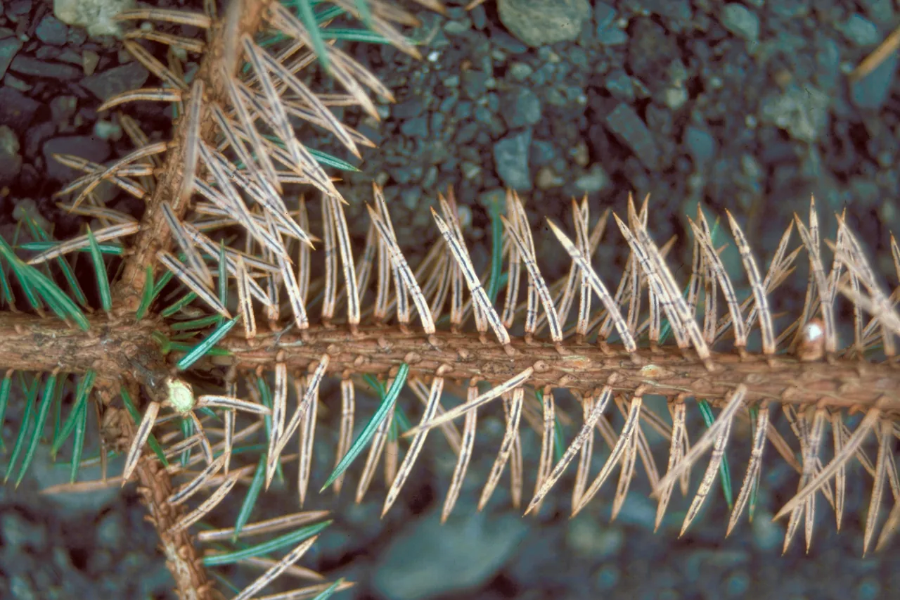 Lirula mirabilis (Lirula mirabilis) — photo mycologique