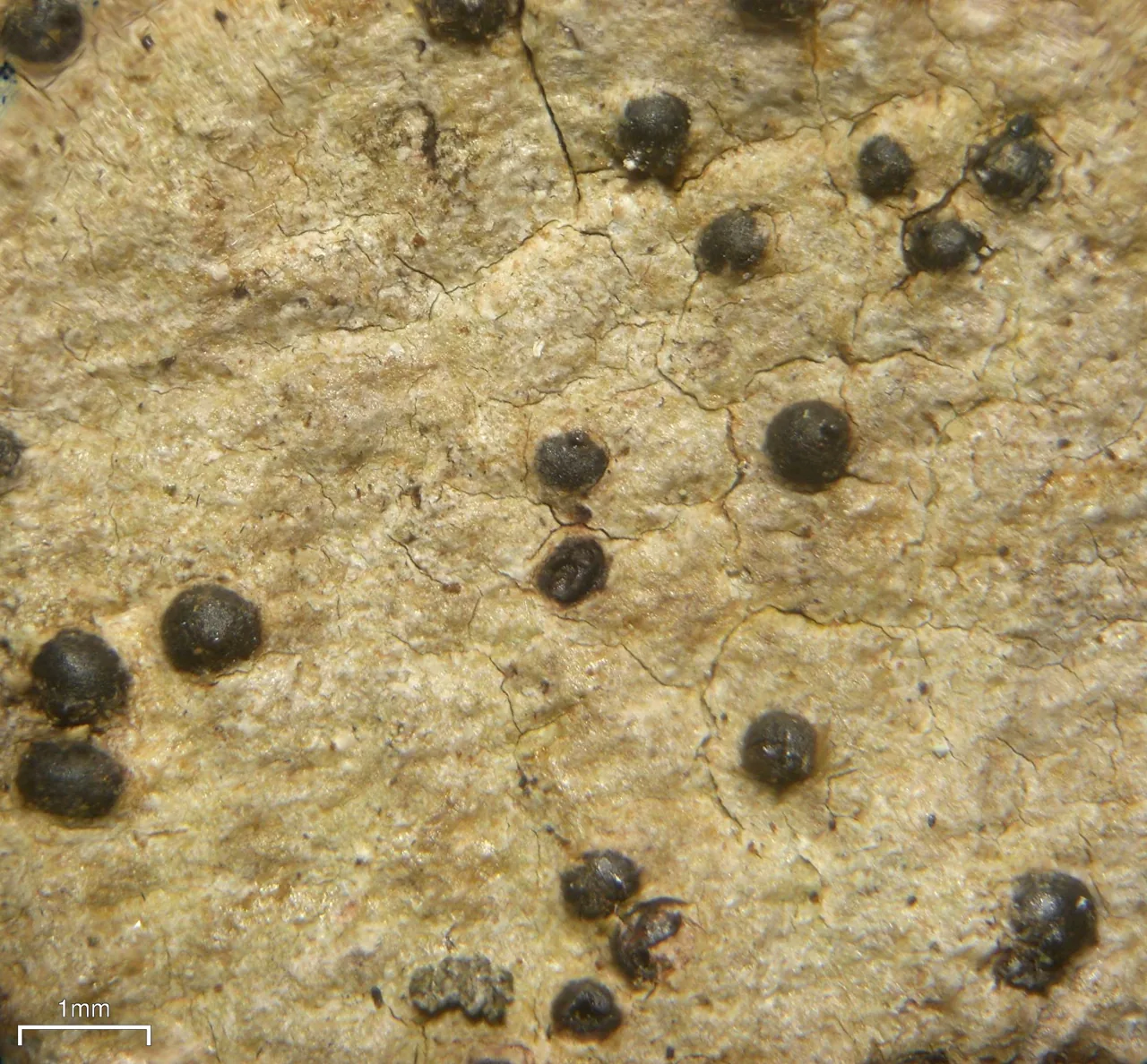 Lithothelium hawaiiense (Lithothelium hawaiiense) — photo mycologique