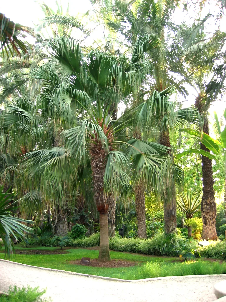 Palmier éventail de Maurice (Livistona mauritiana) : photo botanique