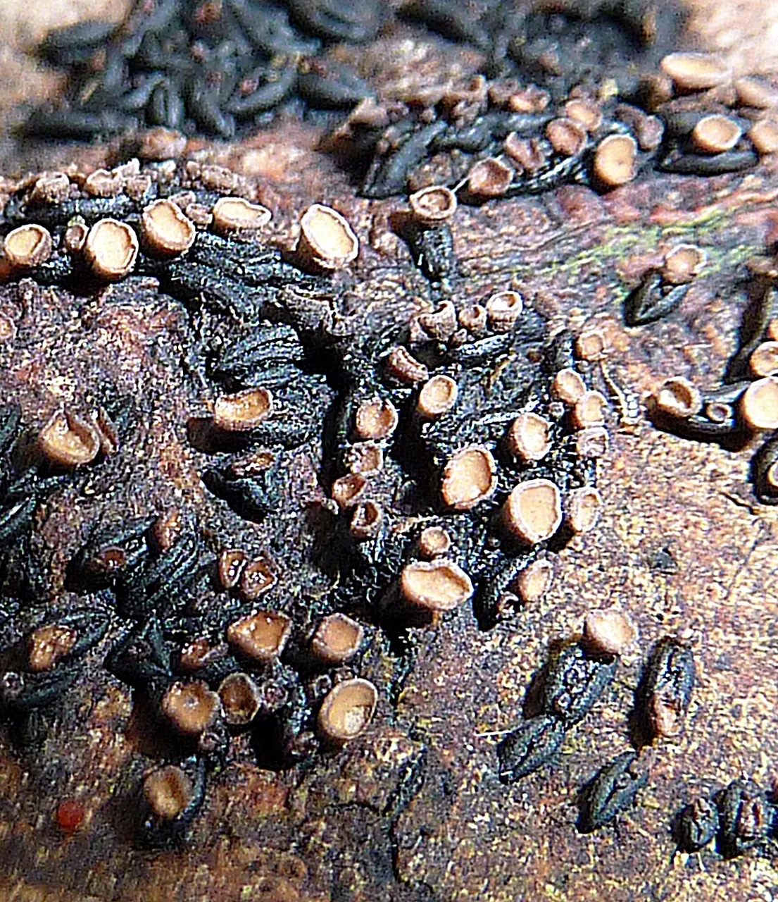 Llimoniella adnata (Llimoniella adnata) — photo mycologique