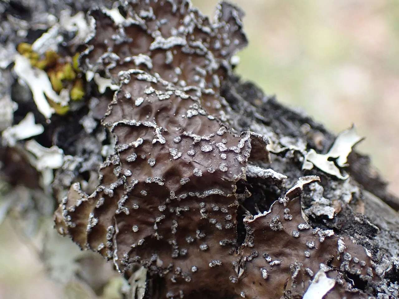 Lobaria anomala (Lobaria anomala) — photo mycologique