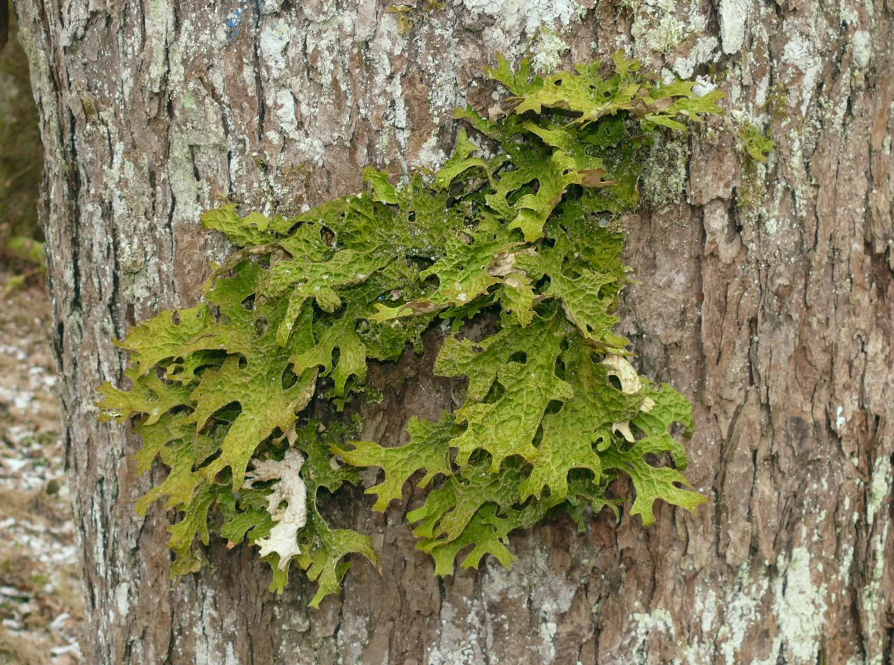Lobaria asperula (Lobaria asperula) — photo mycologique
