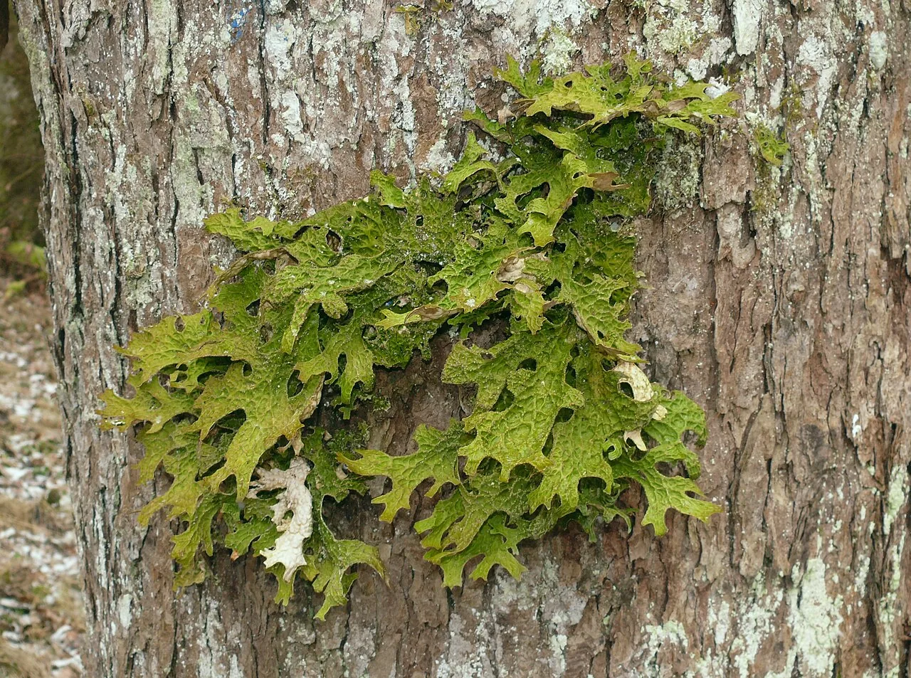 Lobaria pulmonaria (Lobaria pulmonaria) — photo mycologique