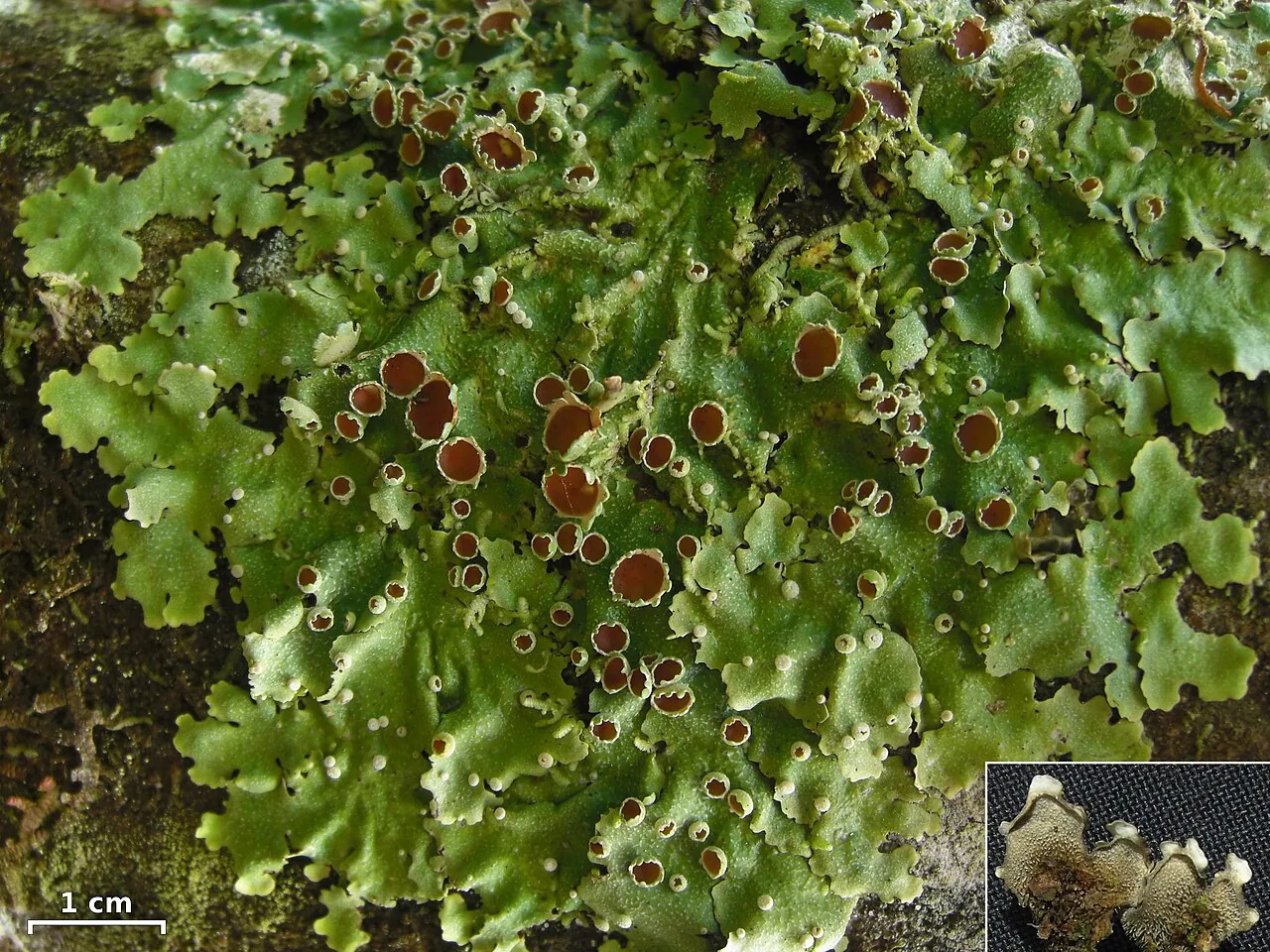 Lobariella parmelioides (Lobariella parmelioides) — photo mycologique