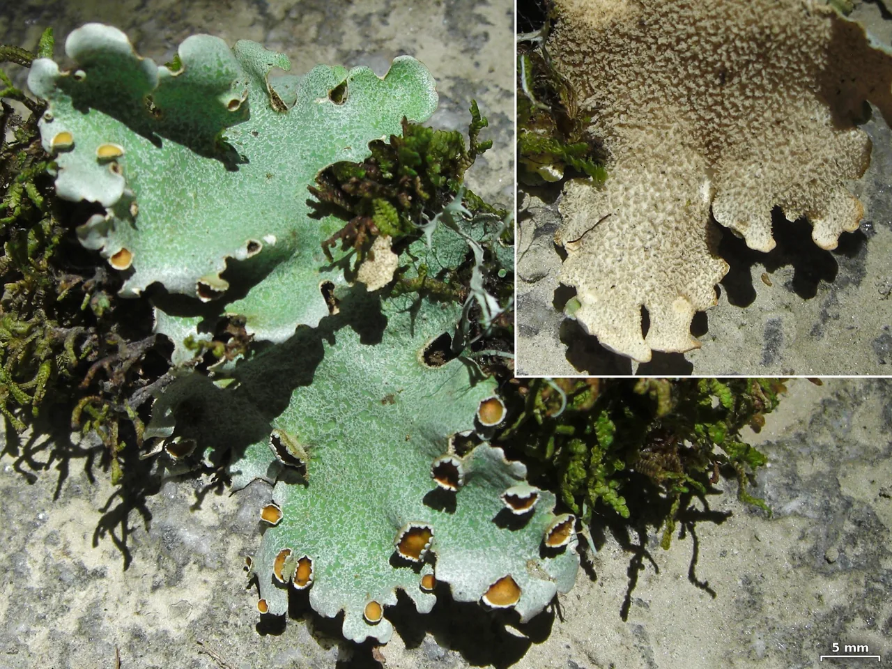 Lobariella reticulata (Lobariella reticulata) — photo mycologique