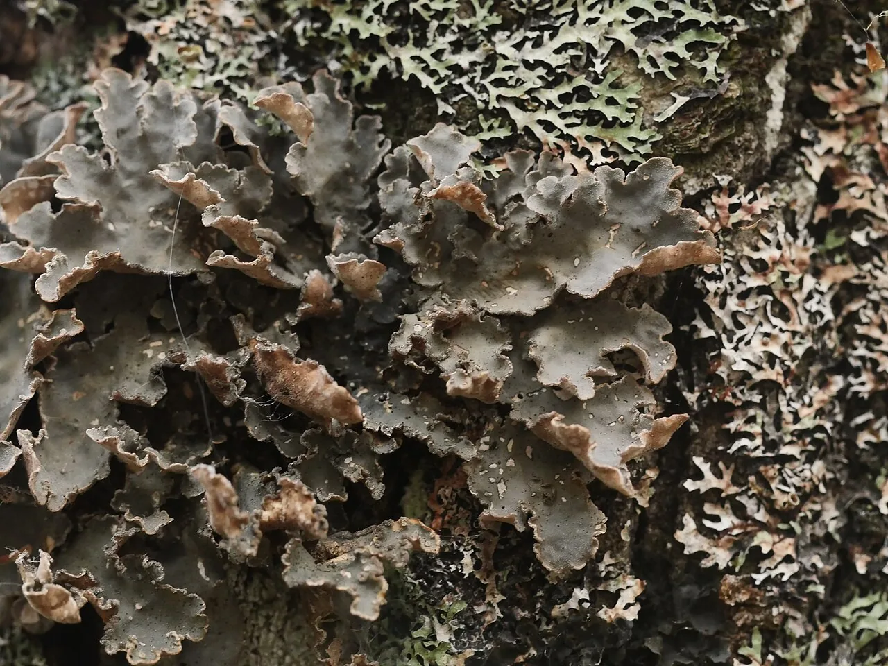 Lobarina scrobiculata (Lobarina scrobiculata) — photo mycologique