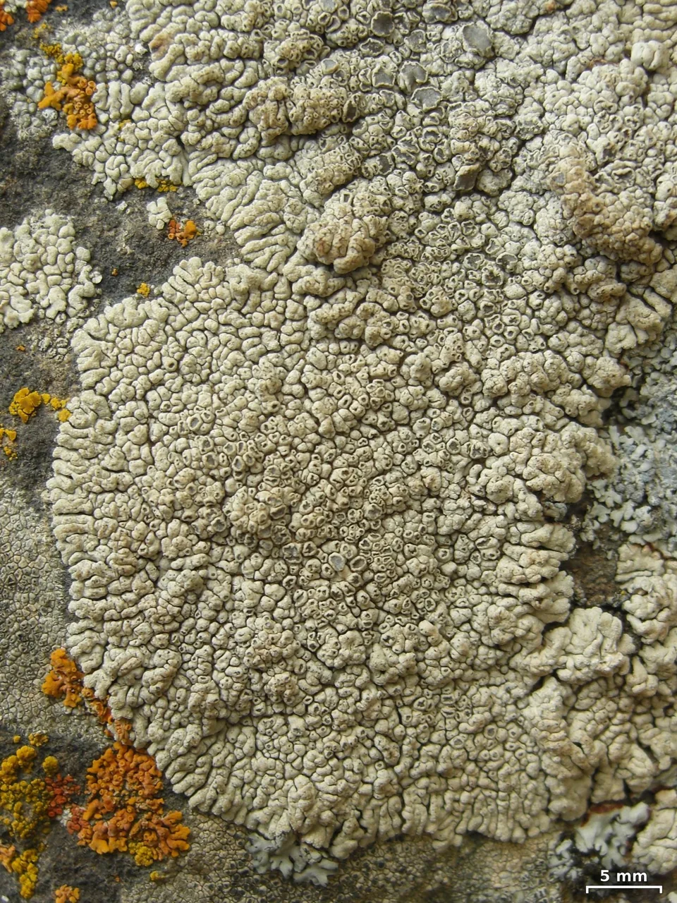 Lobothallia alphoplaca (Lobothallia alphoplaca) — photo mycologique