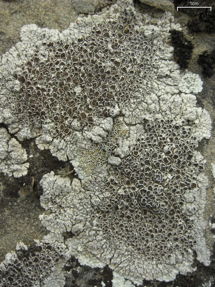 Lobothallia cheresina (Lobothallia cheresina) — photo mycologique