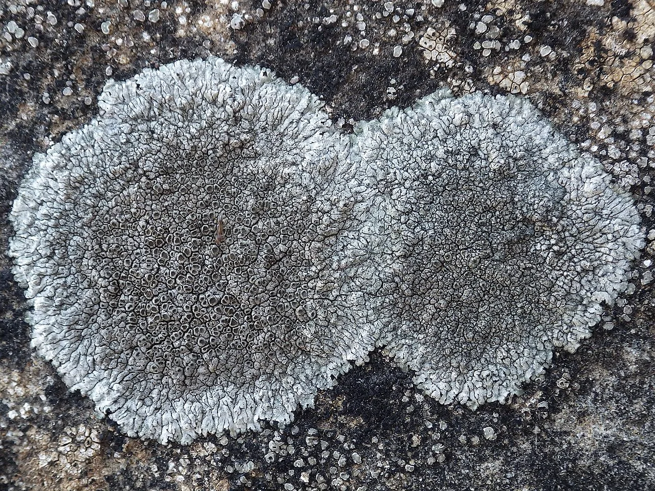 Lobothallia radiosa (Lobothallia radiosa) — photo mycologique