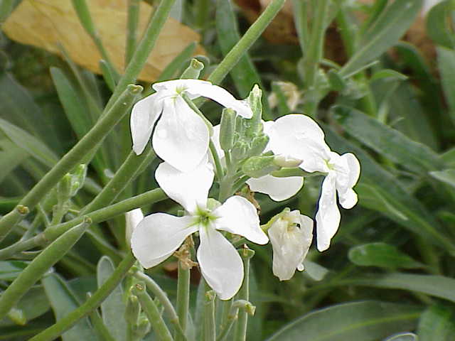 Alysse odorante (Lobularia) — photo botanique