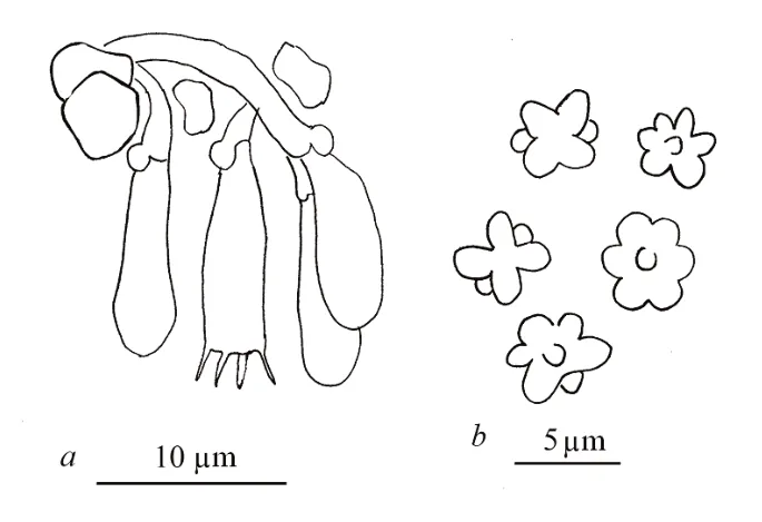 Lobulicium occultum (Lobulicium occultum) — photo mycologique